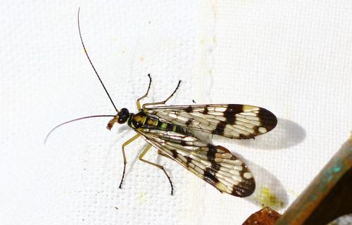 Panorpa communis